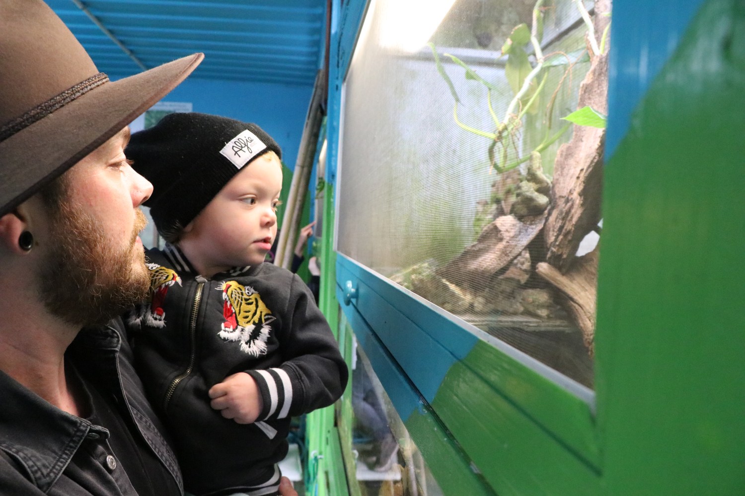 The Frogarium Coffs Harbour Australia's First Frog Zoo!